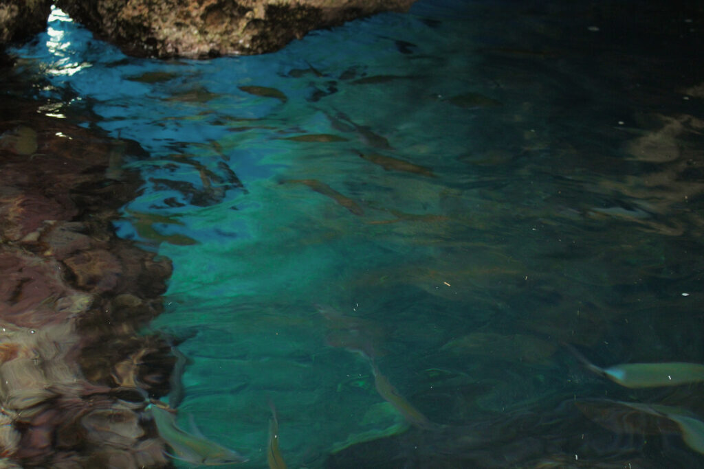 Fish swimming on the Rocky Beach reef