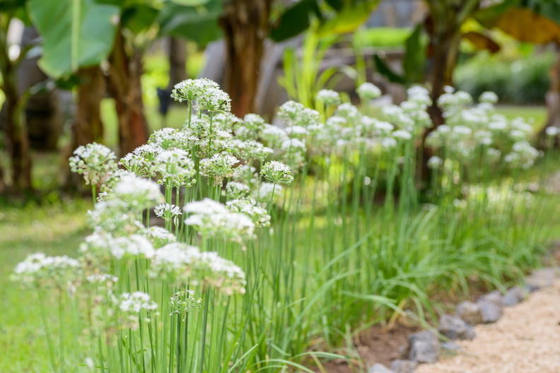 LUX Le Morne herb garden