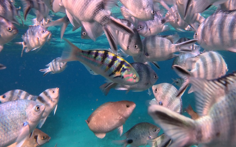A shot of fish seen snorkelling. 
